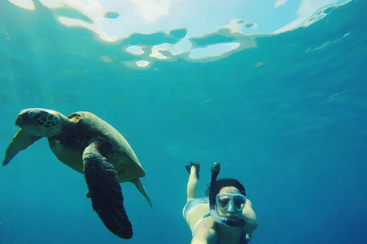a turtle swimming under water