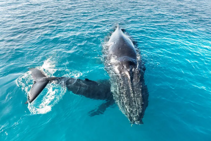 a dolphin swimming in a pool of water